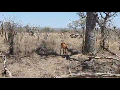 Newborn impala lamb takes its first steps