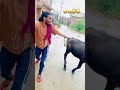 Laado Puche Mnne Tera Rang Kala Mcsquare Laado Song Viral Trending Funnyvideo Shorts