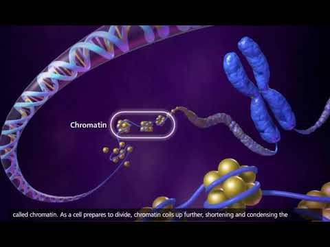do DNA ao cromossomo