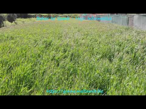 Gonna Maltin - Bahar ta' Qamh