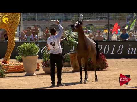 N.40 ESMAELIA AL HEVAN - MENTON 2017 - Fillies 2 years old (Class 2B)