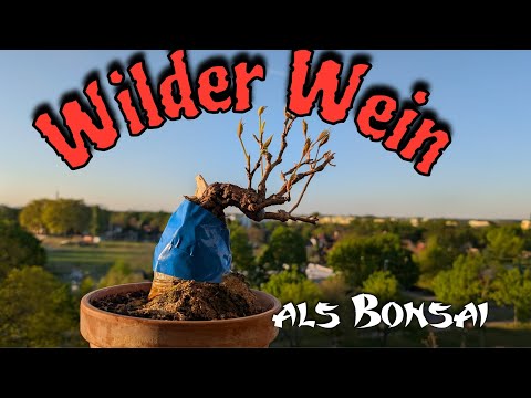 Wilder Wein Bonsai
