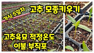 고추모종키우기 가식 5일차 파종 26일차 물관리 온도관리 [고추재배방법]