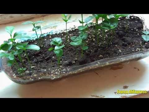 Семена мандарина и сладкого перца. Дачникам на заметку. Садим, поливаем, собираем урожай