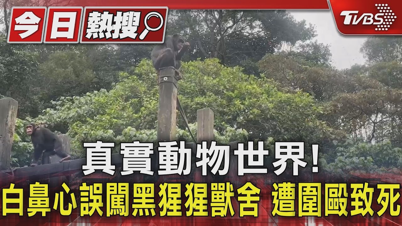 真實動物世界!白鼻心誤闖黑猩猩獸舍 遭圍毆致死