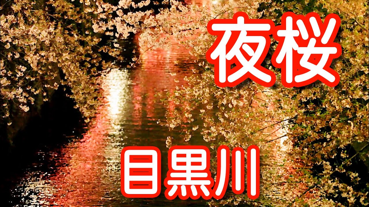 目黒川沿いの夜桜