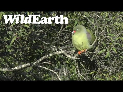 WildEarth - Sunset  Safari - 01 June 2022