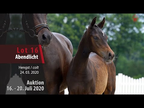 Westf. Online Auktion 16.-20. Juli: Lot 16 Abendlicht Hengst v. A new Star I NRW-Der feine Lord AT