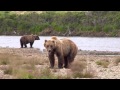 Waltzing with Bears 