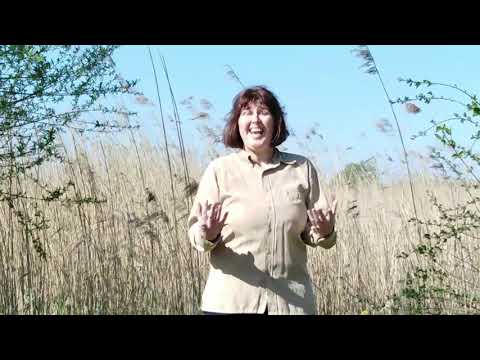 Das Lied von den Kranichen (Cuppatea)