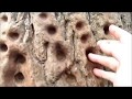 Secrets Of Shaolin Temple Iron Finger Training Tree Kevin Bergquist