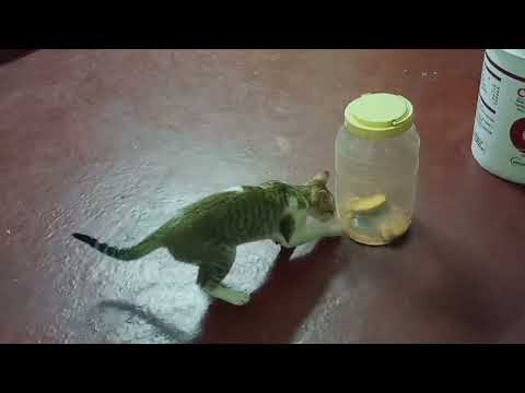 cute cat videos to make you happy........#trending #youtube #cat  #cats