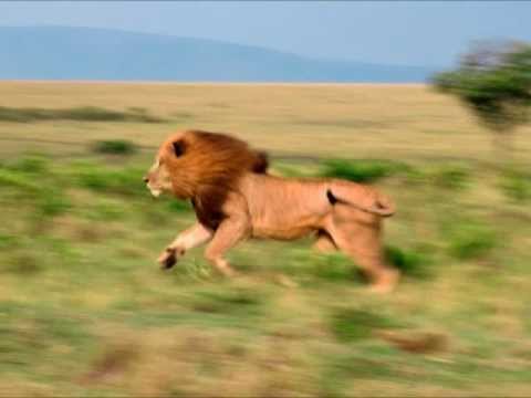 pourquoi la girafe a-t-elle un si long cou