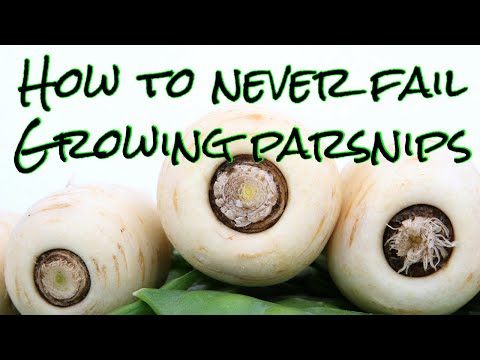 How to grow excellent parsnips every time…