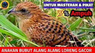 Download lagu SUARA MASTERAN BURUNG BUBUT ALANG ALANG GACOR; #suaramasteran #pancinganburung mp3