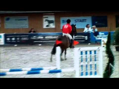 Quantum - Landgraf Stute Holsteiner tragend von Emerald van`t Ruytershof