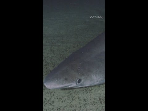 RARE Bramble Shark Discovered in the UAE | OceanX