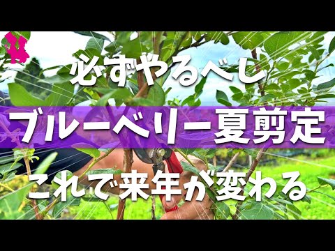メンテナンス ラズベリーの茂み フルハンドル 豊かな収穫 良い列 高収量