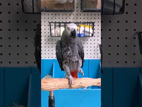 Le plus drôle des shorts pour oiseaux !