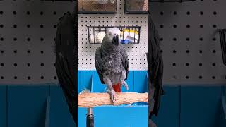 Le plus drôle des shorts pour oiseaux !