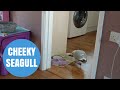 Cheeky Seagull Steals Cat Biscuits From House