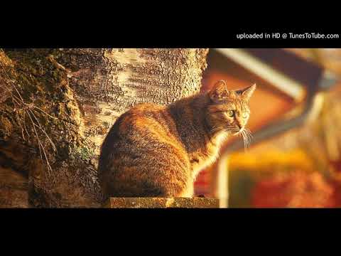 93. Dele TDJ... Gato - Edgardo Donato - Horacio Lagos - 12-02-1937