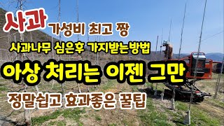 사과 나무 심은후  가지발생  아상처리보다 쉽고 효과좋은 방법 [사과재배]