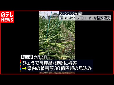 雹の後に菜園の草取りをする