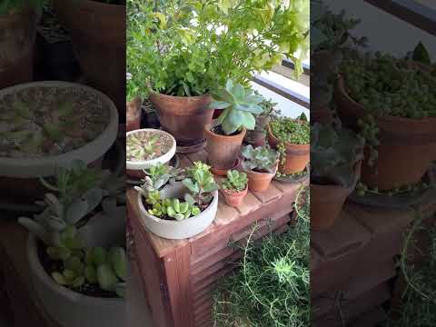 常緑植物はマルチラップを置きます プチプチ