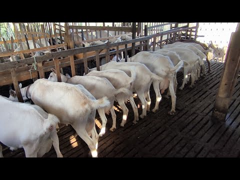 LINDA CRIAÇÃO DE CABRAS LEITEIRA NO AGRESTE  PARAÍBA CAPRIL SANTA LUZIA QUEIMADAS PB 