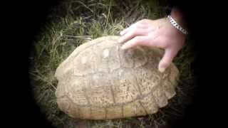 preview picture of video 'Leopard Tortoise'
