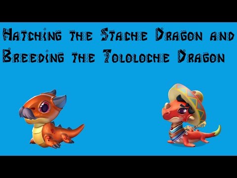 Hatching the Stache Dragon and Breeding the Tololoche Dragon | Dragon Mania Legends #16