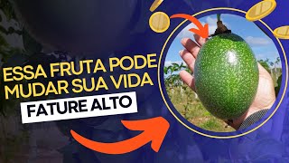 Maracujá: A Fruta Que Pode Mudar Sua Vida (Como Lucrar RÁPIDO com o Cultivo)