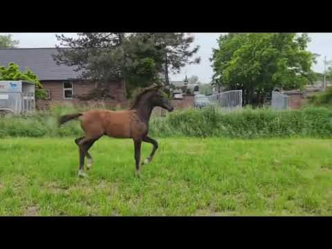 Hengstfohlen v. Valverde-Showstar