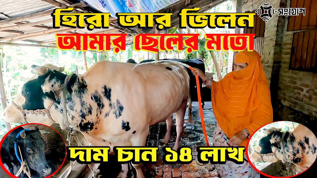 শিক্ষকের গোয়ালে হিরো-ভিলেন দাম চান ১৪ লাখ টাকা