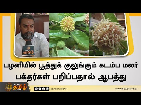 பழனியில் பூத்துக் குலுங்கும் கடம்ப மலர் | பக்தர்கள் பறிப்பதால் ஆபத்து | Palani | Kadamba Flower