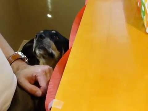 Sheba Sings Happy Birthday