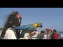 Promotional video thumbnail 2 for Pirates for Parties