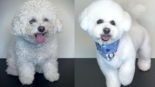 BICHON GROOMING STEP BY STEP - How to groom a fluffy dog