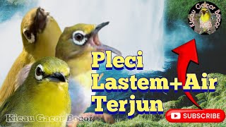 Download lagu Masteran dan Terapi pleci gacor terbaik Ampuh bikin dar der dor mp3 Download lagu Masteran dan Terapi pleci gacor terbaik Ampuh bikin dar der dor mp3