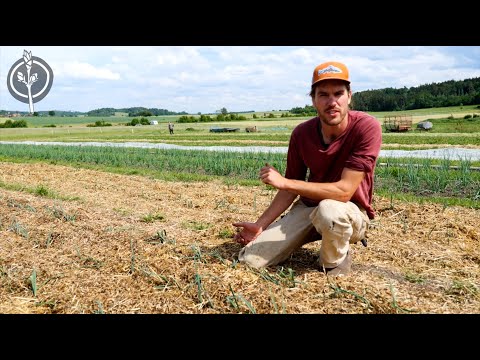 Die Zukunftsbauern - Mulchgemüsebau im Feldgemüse mit Transfermulch