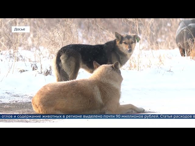 90 миллионов рублей выделено в Приангарье на отлов и содержание животных
