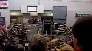 preview picture of video 'Bakewell cattle market part 3 (The last)'
