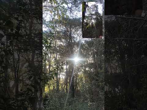 Bosques de Olmos, añosos en Villa Salto del Toledo, Calamuchita, Córdoba.