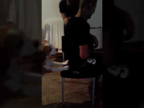 download lagu mp3 mp4 Imperio Canino, download lagu Imperio Canino gratis, unduh video klip Imperio Canino