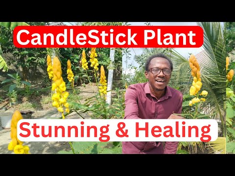 Candlestick Plant in Full Bloom: Stunning Senna alata Care Tips & Benefits