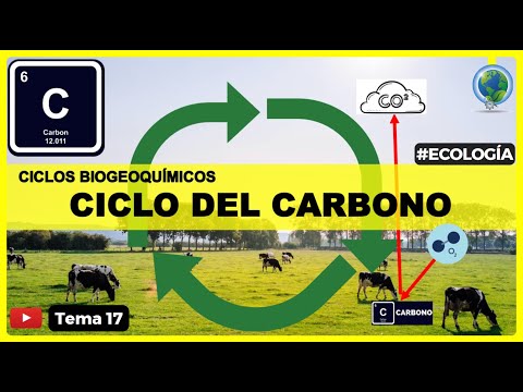 ♻️Ciclo del Carbono (C) explicado con fases | #ecología 🍃