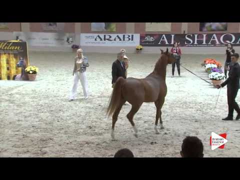N.65 VIKENTI AL ASHAI - Milan 2016 - Colts 3 years old (Class 6)