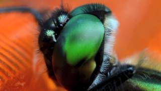 Dragonfly Eye
