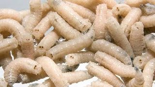 Как подготовить опарыш к рыбалке